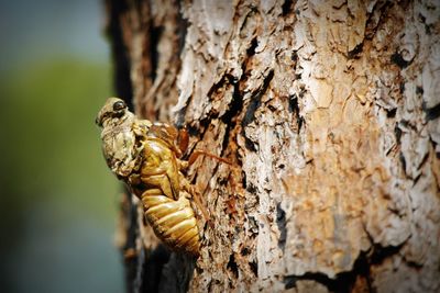 Close-up of lizard on tree trunk