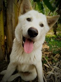 Portrait of dog sticking out tongue outdoors