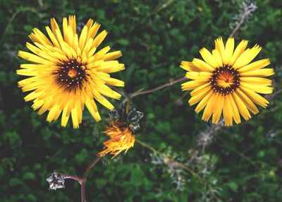 Close-up of yellow daisy blooming outdoors