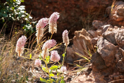 Close-up of purple flowering plants on field