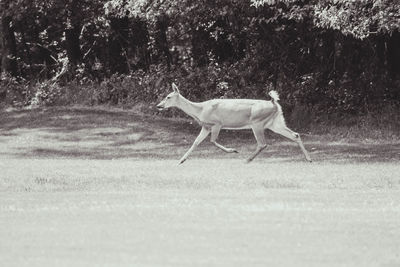 Horse standing on field