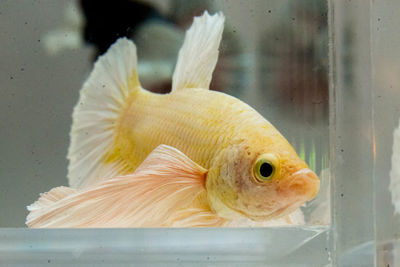 Close-up of fish swimming in glass