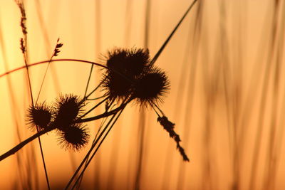 Close-up of wilted plant against orange sky
