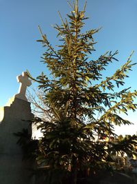 Low angle view of trees against clear blue sky