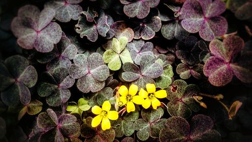 High angle view of flowers blooming outdoors