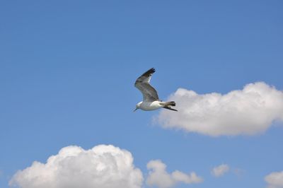 Low angle view of seagull flying in sky