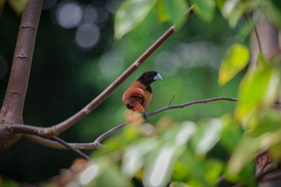 Bird perching on a branch