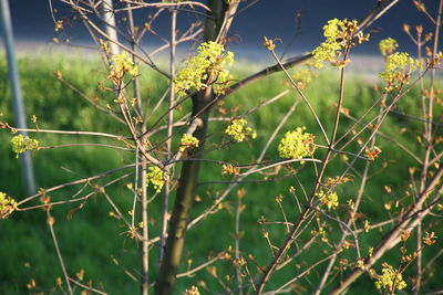 Close-up of fresh green plants