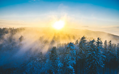 Foggy sunset over the forest.