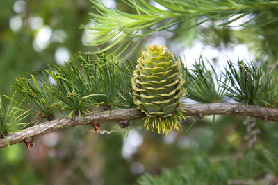 One young pine cone on a green pine branch. spring forest on a sunny day.