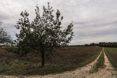 Trees on field against sky