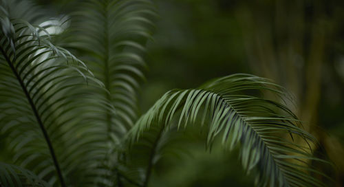 Tropical green leaves on background, nature summer forest plant concept.