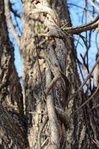 Bird perching on tree