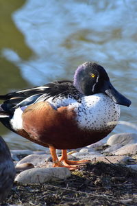 Close-up of bird in water