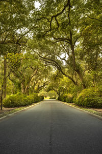 Country road amidst trees