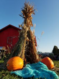 Close-up of pumpkin against clear blue sky