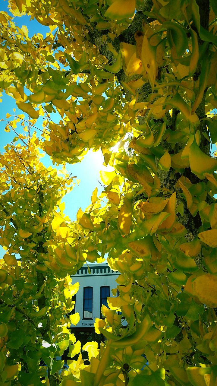 architecture, building exterior, built structure, low angle view, tree, growth, yellow, clear sky, window, branch, leaf, house, sky, residential building, residential structure, green color, day, building, outdoors, sunlight
