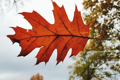 Low angle view of maple leaves against sky