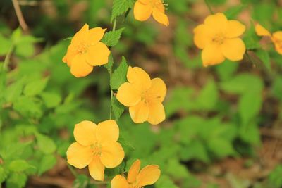 Close-up of yellow flowering plant on field