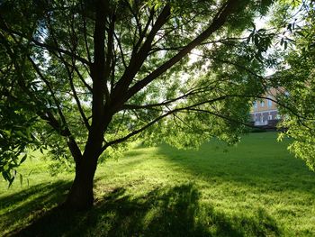 Trees on field