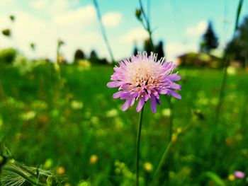 Close-up of pink flowering plant on field