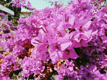 Close-up of pink flowers blooming on tree