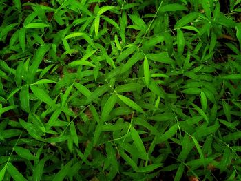 Full frame shot of chopped plants on field