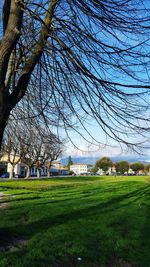 Trees on grassy field