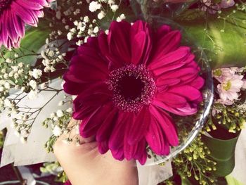 Close-up of pink flower