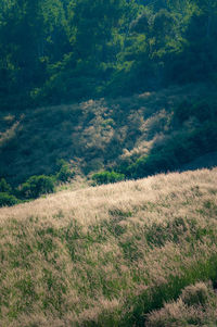 Scenic view of landscape