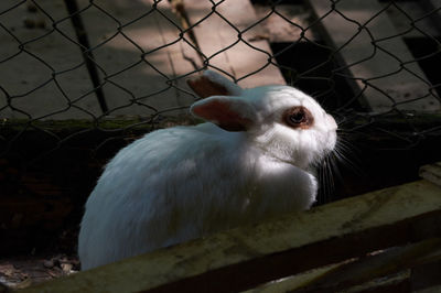 Close-up of white rabbit