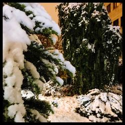 Close-up of plants during winter
