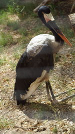 Close-up of bird perching on field