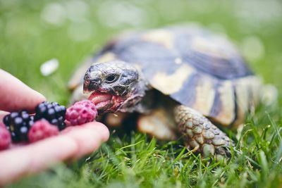 Raspberry and blackberry for home turtle. hand with fruit for domestic pet on back yard.