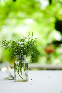 Close-up of glass plant on table