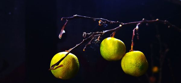 Close-up of fruits hanging on tree