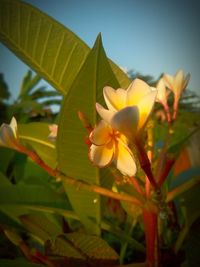 Close-up of yellow flowering plant against sky