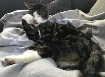 High angle view of cat sleeping on bed