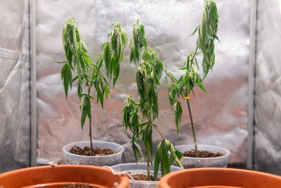 Close-up of potted plant