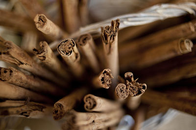 Close-up of cinnamon 