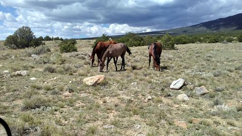 Horses on a field
