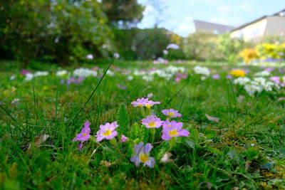 Close-up of flowering plants on field