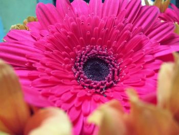 Close-up of pink flower