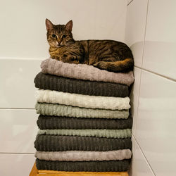 Portrait of cat sitting on towels at home