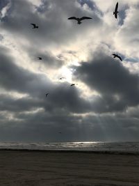 Birds flying over sea against sky