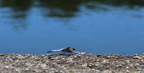 Sitting dragonfly, lake