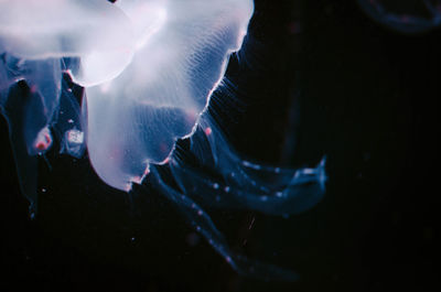 Close-up of fish swimming in aquarium