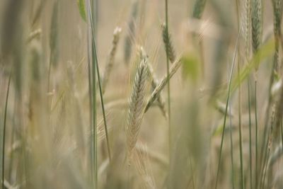 Close-up of grass