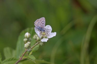 Close-up of white flowering plant