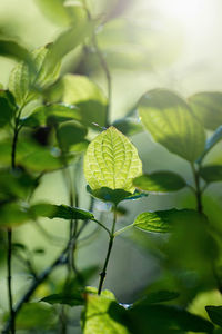 Close-up of fresh green leaves on plant